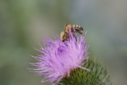 Biene auf rosa Distel
