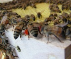 Biene mit Propolis